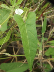 Ipomoea eriocarpa