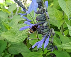 Bombus