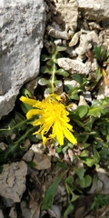 Crepis terglouensis