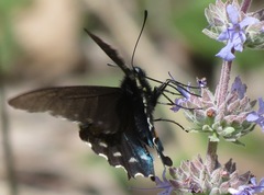 Battus philenor hirsuta
