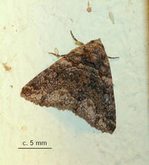 Pericyma atrifusa
