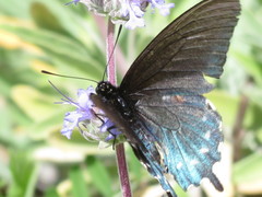 Battus philenor hirsuta
