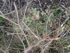 Crassula multicava multicava