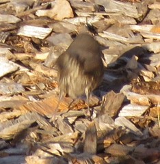 Troglodytes hiemalis