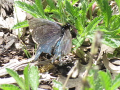 Battus philenor hirsuta