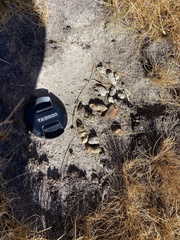 Marmota flaviventris