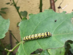 Alypiodes bimaculata