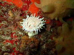 Anthostella stephensoni