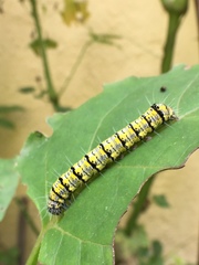 Alypiodes bimaculata