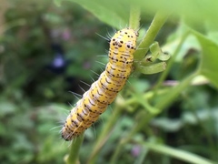 Alypiodes bimaculata