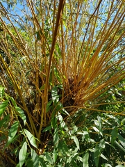 Salix × fragilis vitellina