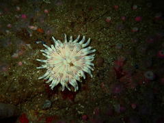 Anthostella stephensoni