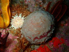 Anthostella stephensoni