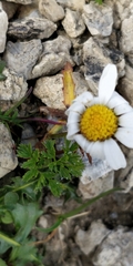 Leucanthemum halleri
