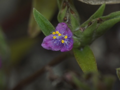 Cyanotis fasciculata