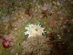 Anthostella stephensoni