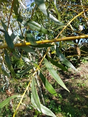 Salix × fragilis vitellina
