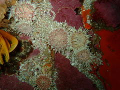 Anthostella stephensoni