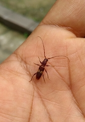 Micropsyrassa bimaculata