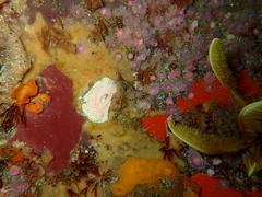 Anthostella stephensoni