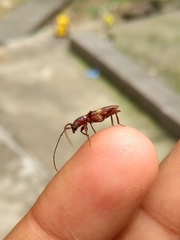 Micropsyrassa bimaculata