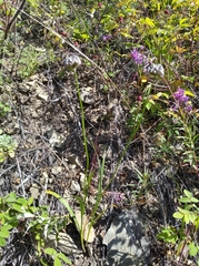 Allium strictum