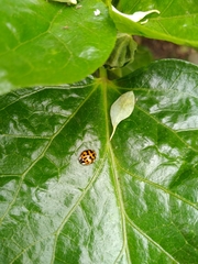 Harmonia axyridis