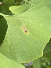 Bartheletia paradoxa