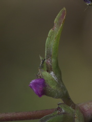 Cyanotis fasciculata