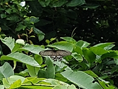 Pachliopta aristolochiae