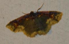 Syngatha latiflavaria