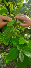 Cordia sebestena