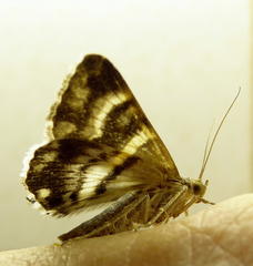 Grammodes stolida