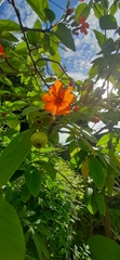 Cordia sebestena