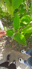 Cordia sebestena