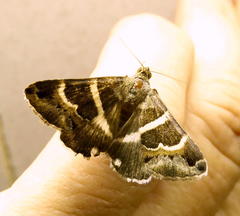 Grammodes stolida
