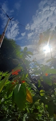 Cordia sebestena