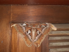 Attacus