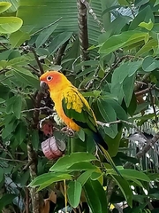 Aratinga solstitialis