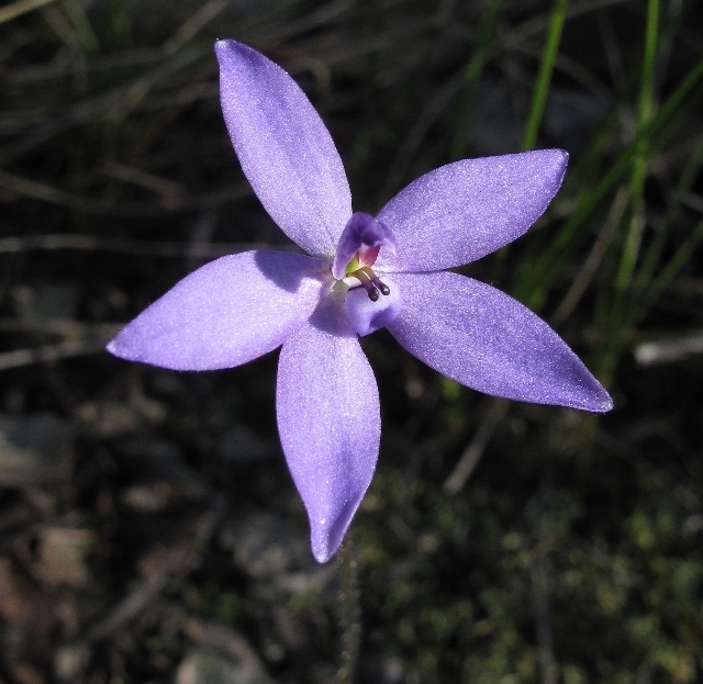 Small Waxlip Orchid