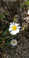 Leucanthemum halleri