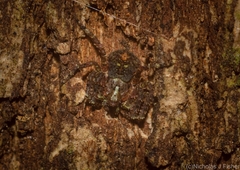 Stephanopis carcinoides