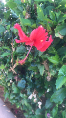 Hibiscus rosa-sinensis