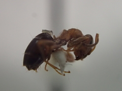 Lasius brunneus
