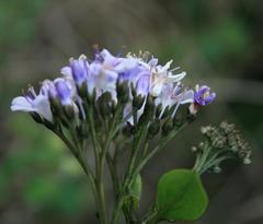 Ehretia rigida rigida