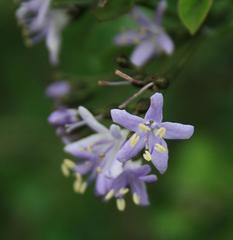 Ehretia rigida rigida