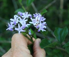 Ehretia rigida rigida
