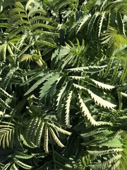 Melianthus