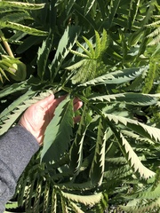 Melianthus