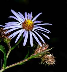 Symphyotrichum puniceum puniceum
